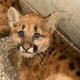 Illustration for article titled ZOMG BABY COUGARS!!! And A Little About the AZA